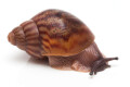 Achatina achatina achatina Ghana typ 2a juvenil